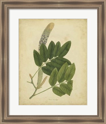 Framed Botanical III Print