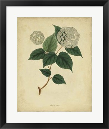 Framed Botanical VI Print