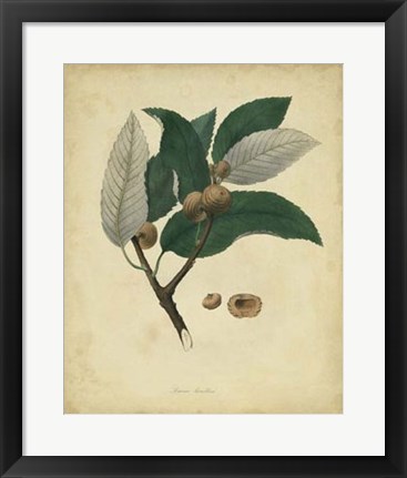 Framed Botanical VIII Print