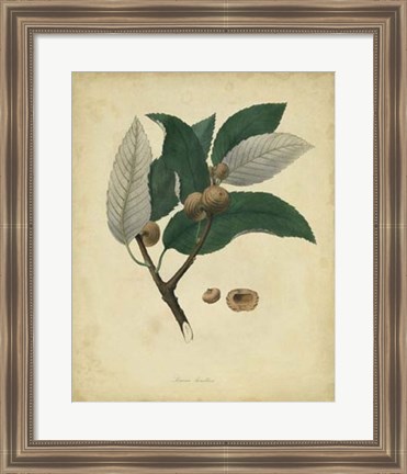 Framed Botanical VIII Print