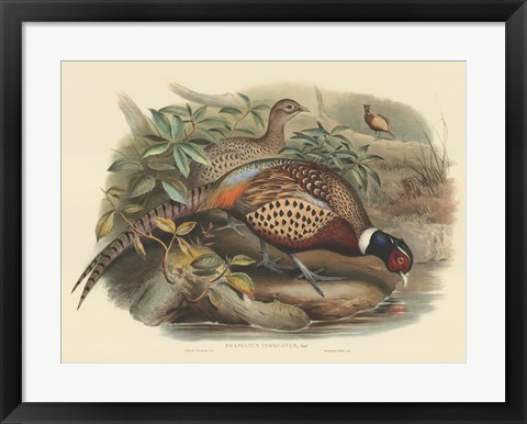 Framed Pheasants I Print