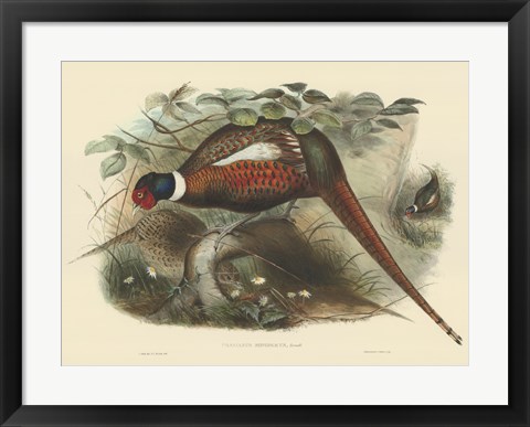 Framed Pheasants II Print