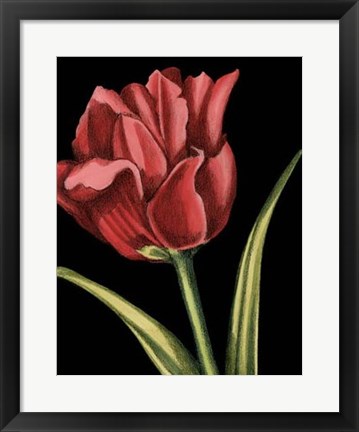 Framed Vibrant Tulips IV Print