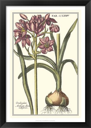 Framed Botanical Beauty I Print