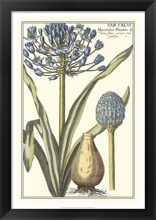 Framed Botanical Beauty II Print