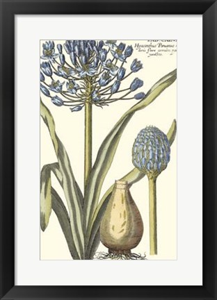 Framed Botanical Beauty II Print