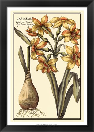 Framed Botanical Beauty IV Print