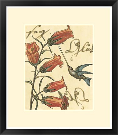 Framed Hummingbird Reverie II Print