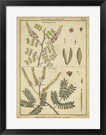 Framed Antique Ferns II Print