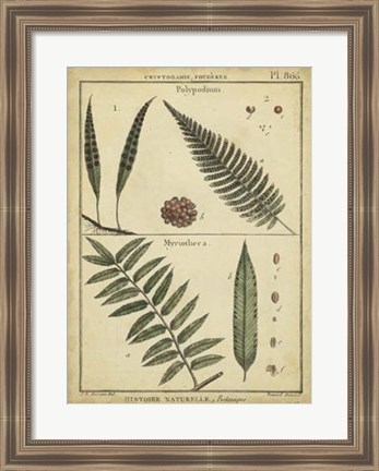 Framed Antique Ferns III Print