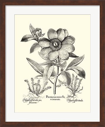 Framed Black and White Besler Peony I Print