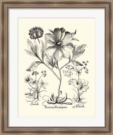 Framed Black and White Besler Peony II Print