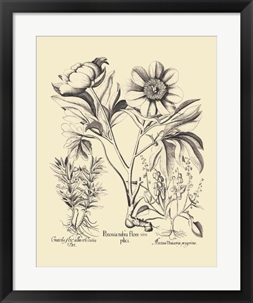 Framed Black and White Besler Peony IV Print