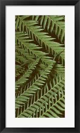 Framed Patterned Nature II Print