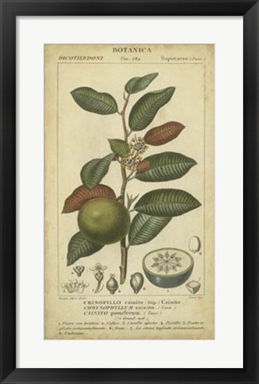 Framed Exotic Botanica III Print