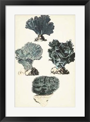 Framed Coral Species I Print