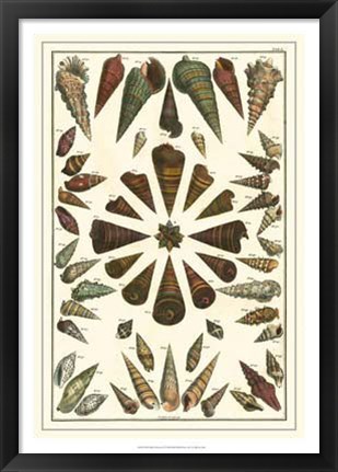 Framed Shell Collection II Print