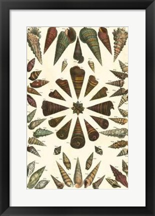 Framed Shell Collection II Print