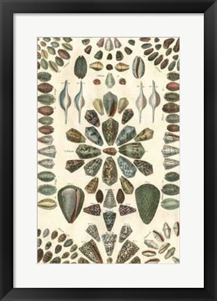 Framed Shell Collection IV Print