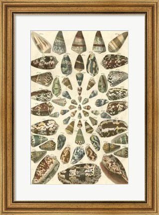 Framed Shell Collection V Print