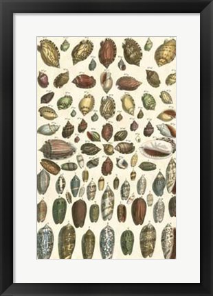 Framed Shell Collection VI Print