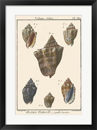 Framed Volute Shell pl. 380 Print