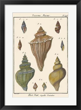 Framed Fuseau Shell pl. 426 Print