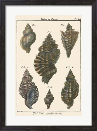 Framed Triton Shell pl. 415 Print