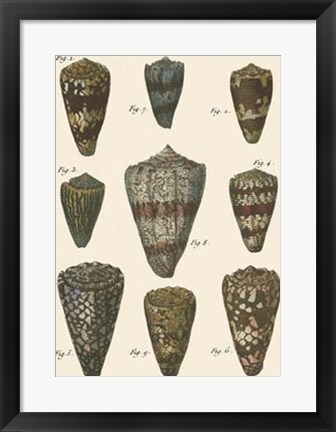 Framed Cone Shell pl. 318 Print