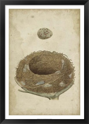 Framed Bird&#39;s Nest Study I Print