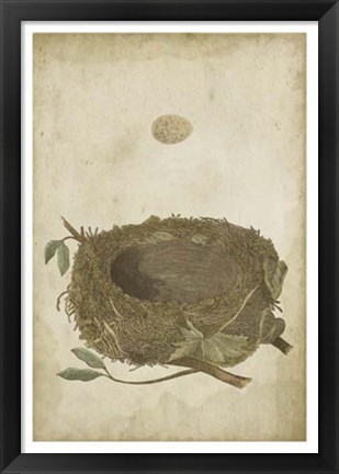 Framed Bird&#39;s Nest Study II Print