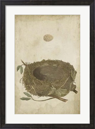Framed Bird&#39;s Nest Study II Print