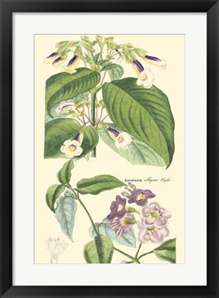 Framed Botanical II Print