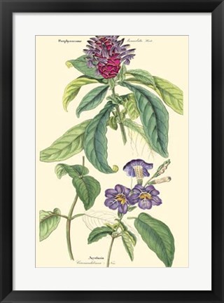 Framed Botanical III Print