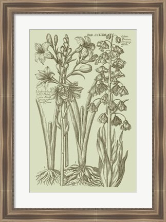 Framed Garden of Flora II Print