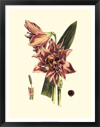 Framed Striking Beauty IV Print