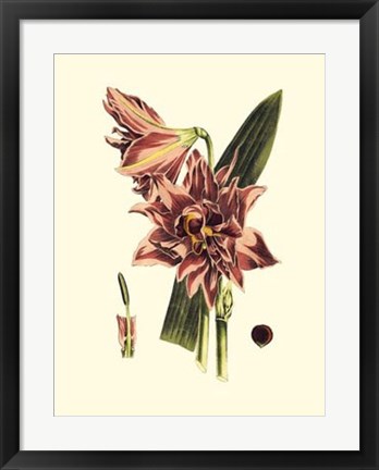 Framed Striking Beauty IV Print