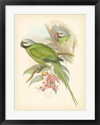 Framed Birds of the Tropics II Print