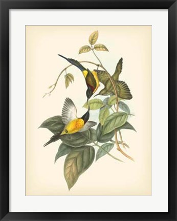 Framed Birds of the Tropics IV Print