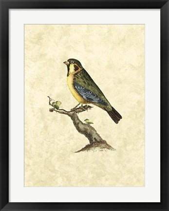 Framed Birds II Print