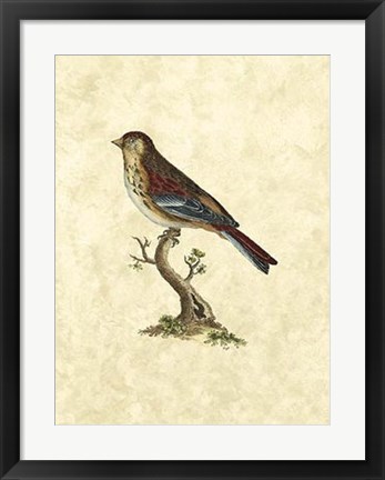 Framed Birds IV Print