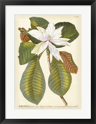 Framed Magnificent Magnolias II Print