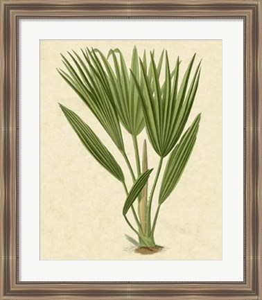 Framed Bourbon Palm Print