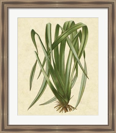 Framed New Zealand Flax Print