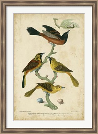 Framed Wilson&#39;s Orchard Oriole Print