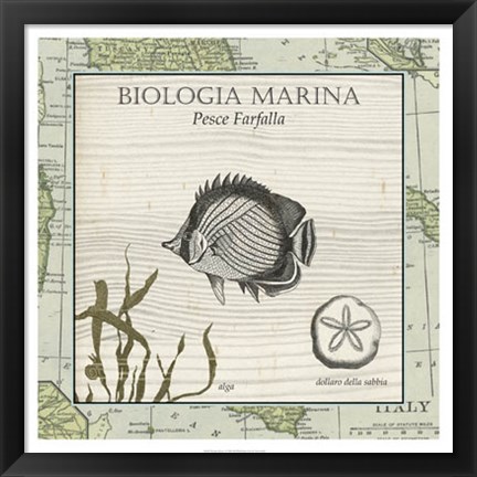 Framed Biologia Marina I Print