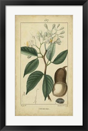 Framed Vintage Turpin Botanical I Print