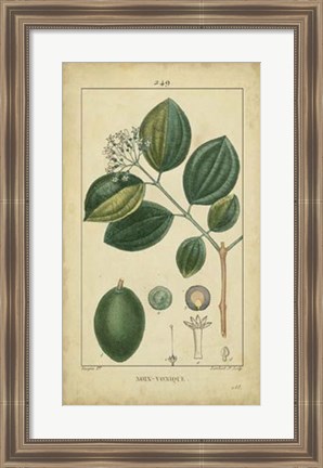Framed Vintage Turpin Botanical III Print