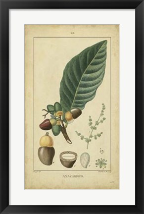 Framed Vintage Turpin Botanical IV Print