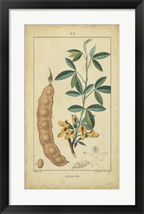 Framed Vintage Turpin Botanical VIII Print